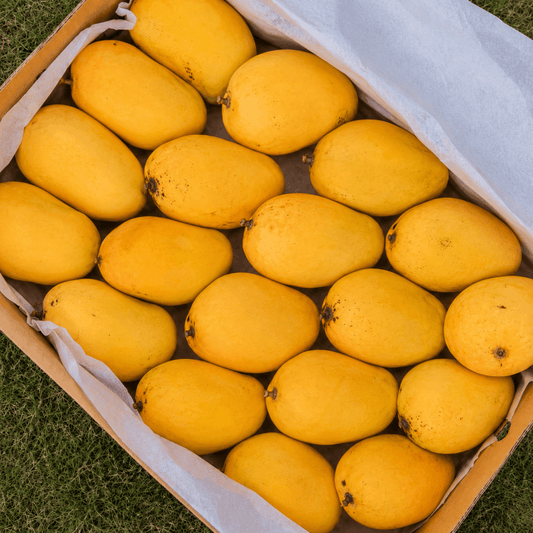 Premium Export Quality White Chaunsa Mango