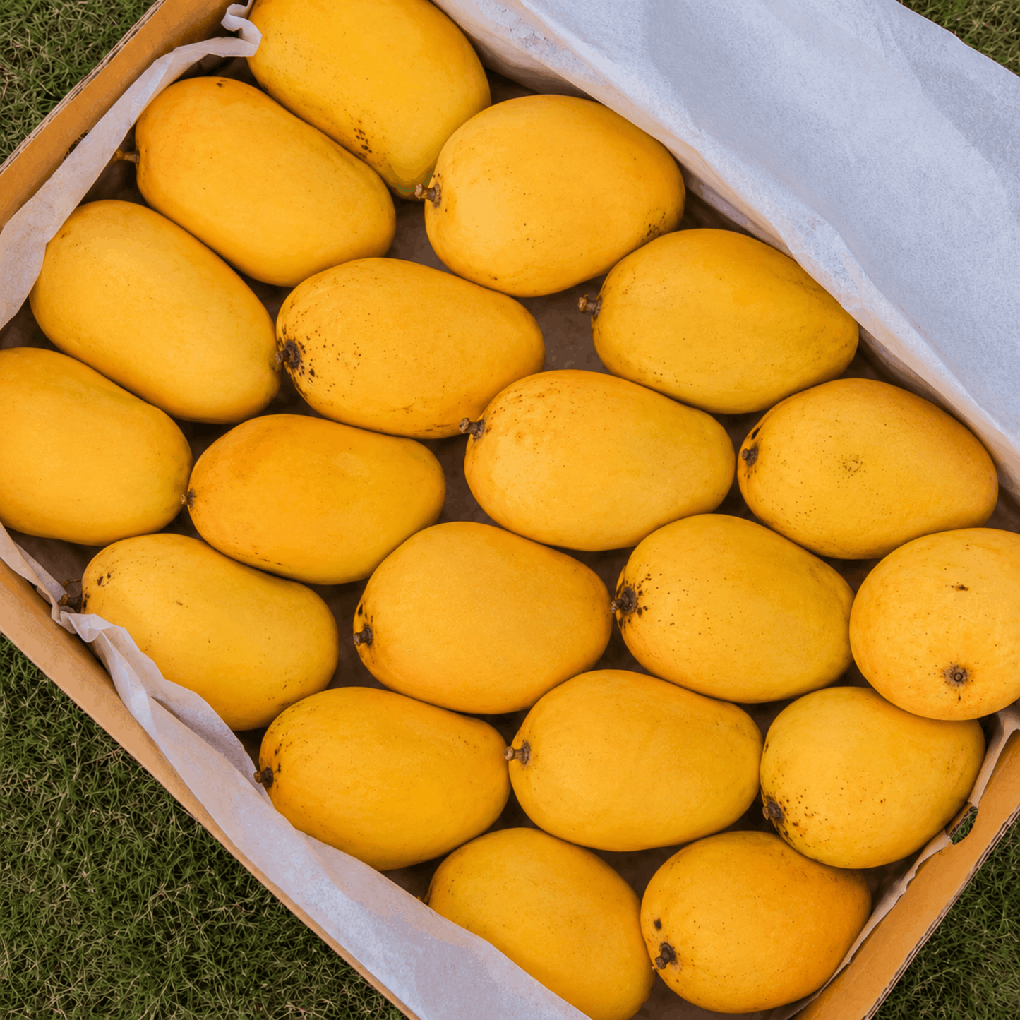 Premium Export Quality White Chaunsa Mango
