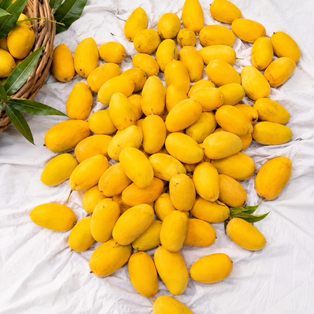 Premium Export Quality White Chaunsa Mango